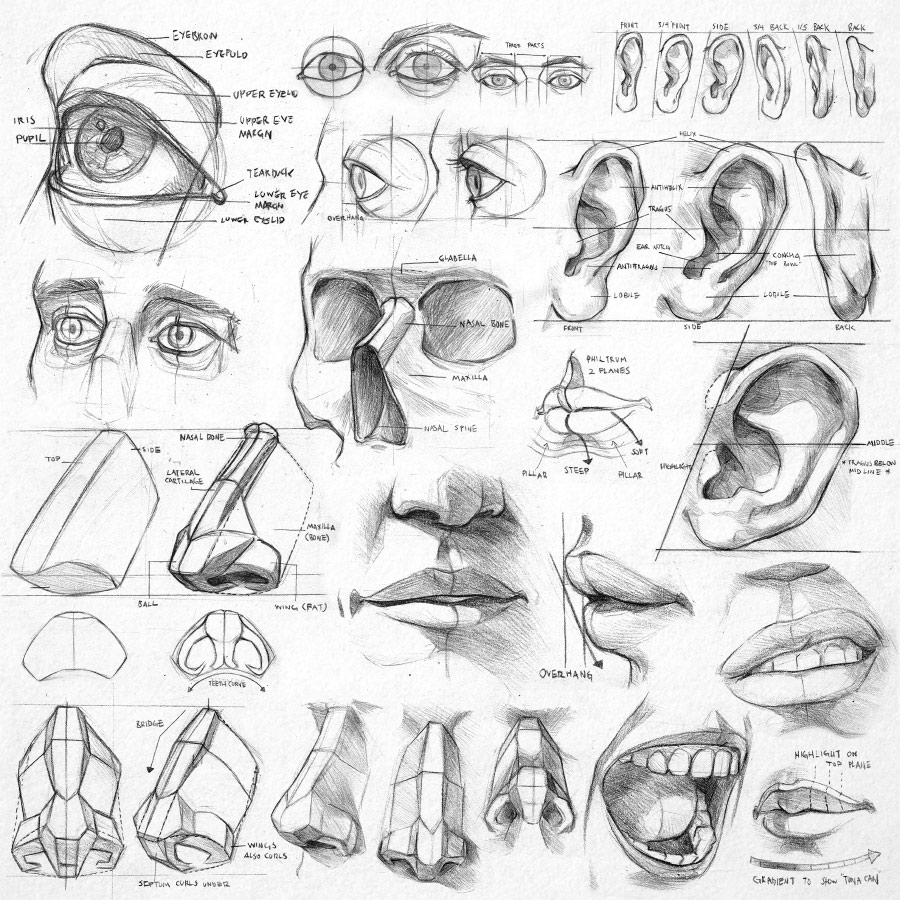 Art Reference Drawing Tutorial Anatomy Sketches Vrogue Co